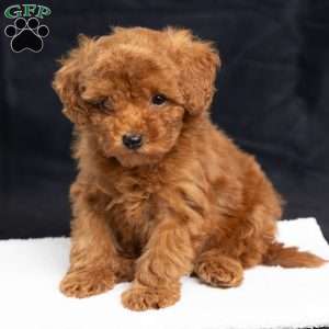 Ashley, Toy Poodle Puppy
